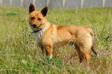 Dog on the grass