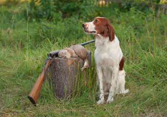 setter sitting next trophies and rifle on grass