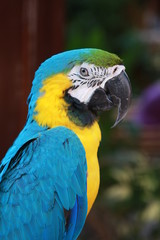 portrait de ara