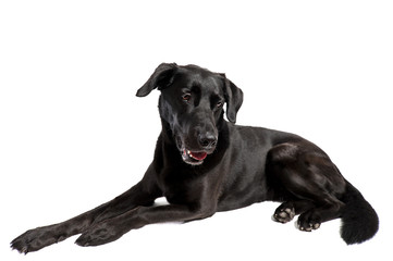 schwarzer Hund liegend