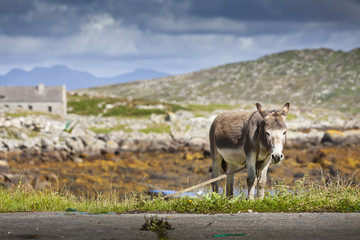 Rural Scene, Connemara, Ireland.