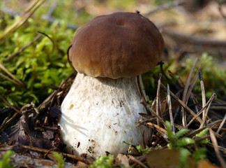 Boletus edulis