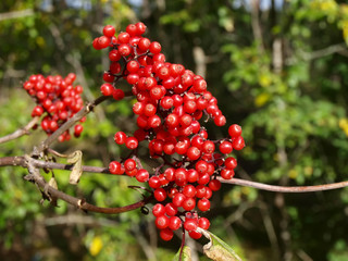 Elder-berry