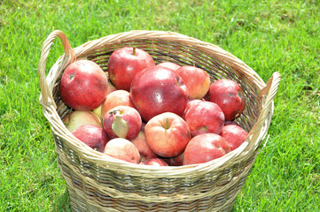 Apfelkorb