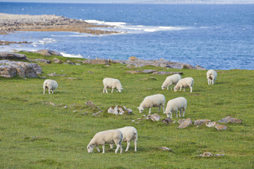 Obraz premium Sheep on Irish Coastline