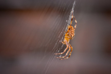 Araneus diadematus