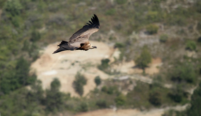 vautour fauve
