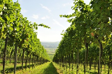 Naklejka premium Weingarten