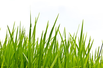 fresh spring green grass Isolated
