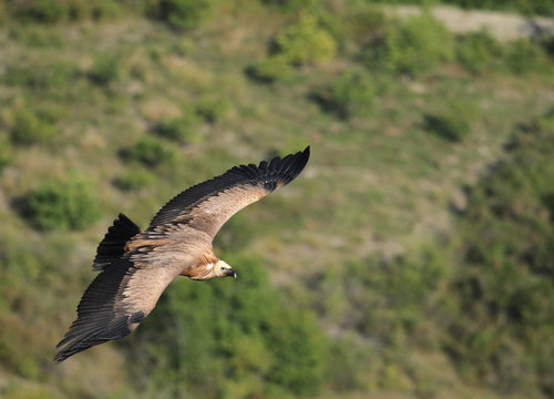 vautour fauve en vol