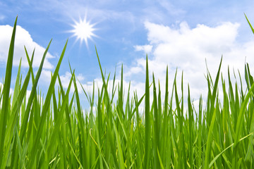 Fototapeta premium green grass and sun