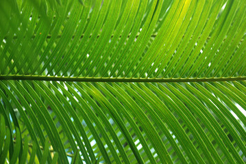 Tropisches Grün Blatt einer Palme, Detail
