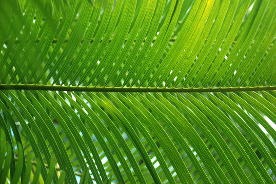 Fototapeta Tropisches Grün Blatt einer Palme, Detail