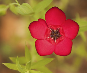 Vibrant deep red wild flower with shallow depth of field