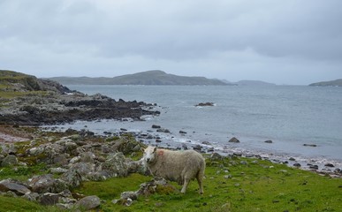 Schaf Schottland