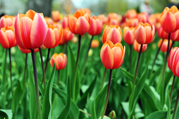 red  tulips