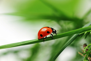 Ladybug on grass