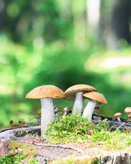 Orange Cap Boletus mushrooms (Leccinum aurantiacum)