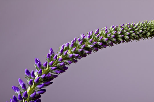 Veronica longifolia