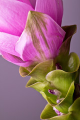 Curcuma