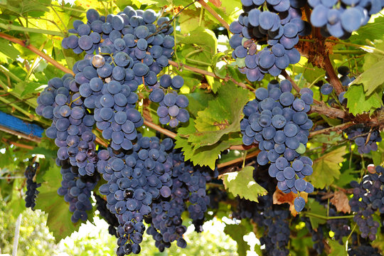 bunches of grapes at vineyard