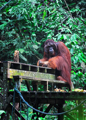 big male of orangutan