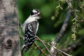 Young Downy Woodpecker
