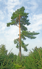 Fototapeta premium pine