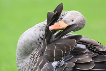 Gans-27405b1 © axepe