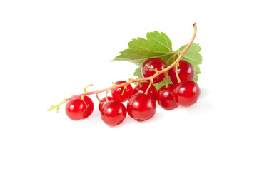 Twig of red currants with a green leaf