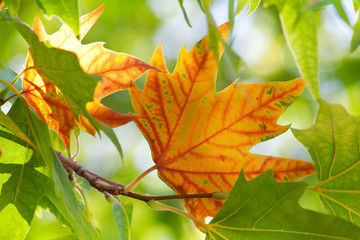 The first autumn maple leaf