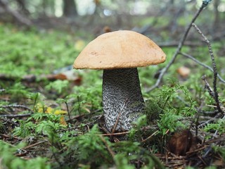Leccinum aurantiacum mushroom