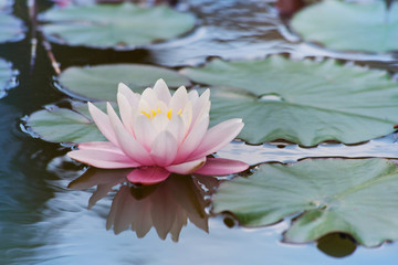 Beautiful flower pink water lily