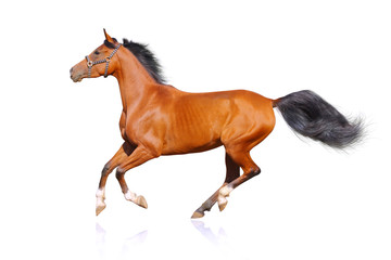 horse isolated