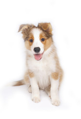 puppy isolated