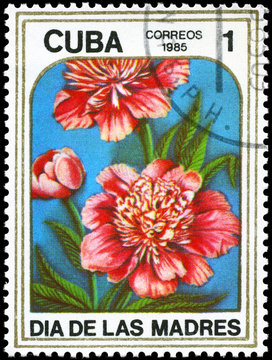 CUBA - CIRCA 1985 Peonies