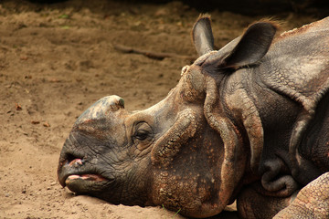 Fototapeta premium Panzernashorn