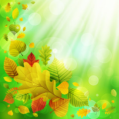 Autumn background with colorful leaves