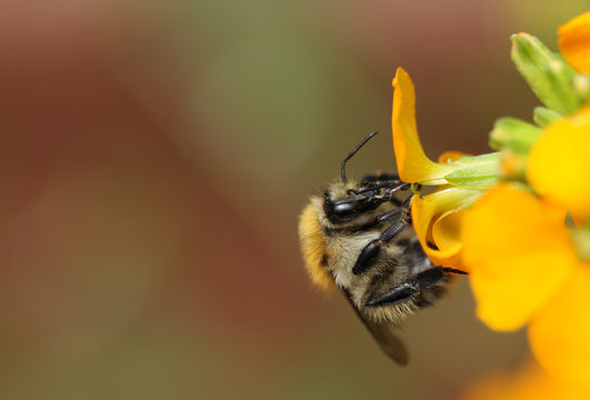 Hummel