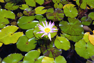 Single Water Lily