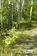 Obraz premium tiny path in the forest, summer