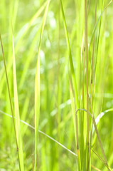green grass