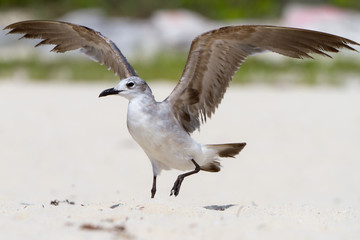 Seagull with open wings on the beach of Mexico