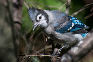 Fledgling Blue Jay