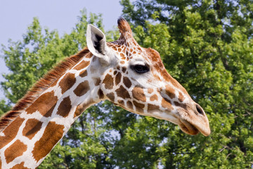 Giraffe Head Profile