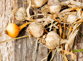 Biologocal garlics and onions