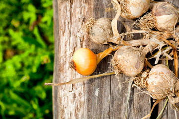 Biologocal garlics and onions
