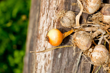 Biologocal garlics and onions