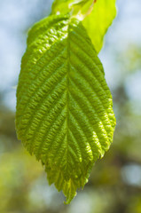 young leaves