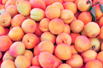 Apricot